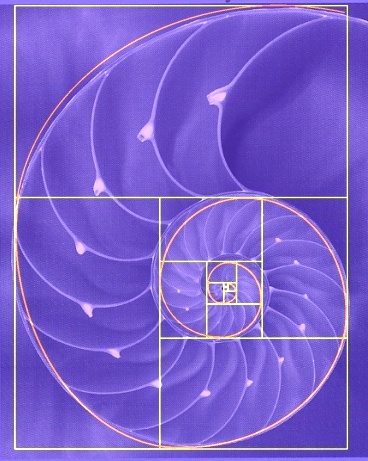 http://www.encroach.net/images/sacred_geometry/sacred_geometry_nature/nautilus_spiral.jpg