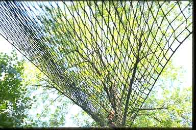 tree net abstract art installation photograph mike smith