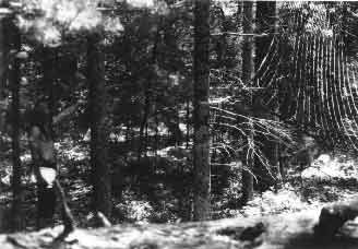 Net Hanging in Forest